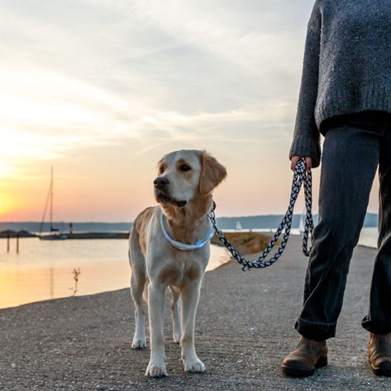  Labrador portant collier lumineux chien Shiny plage