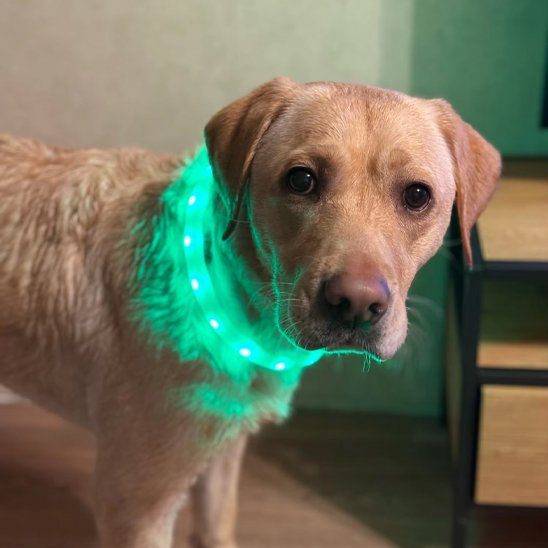 Labrador portant collier lumineux chien Shiny chez lui
