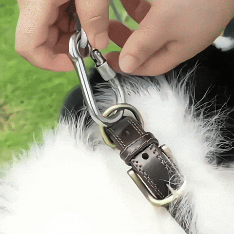 laisse-chien-longue-distance-gif