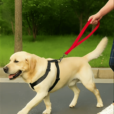 laisse-de-chien-gif