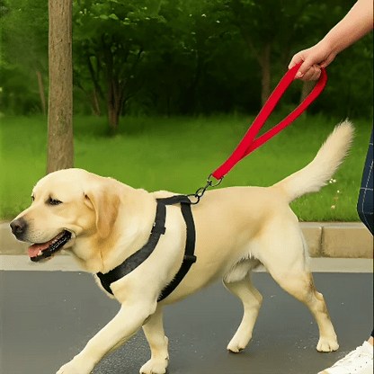 laisse-de-chien-gif