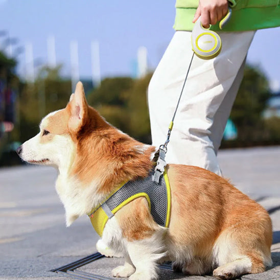 laisse enrouleur PuppyFreedom chien au pied