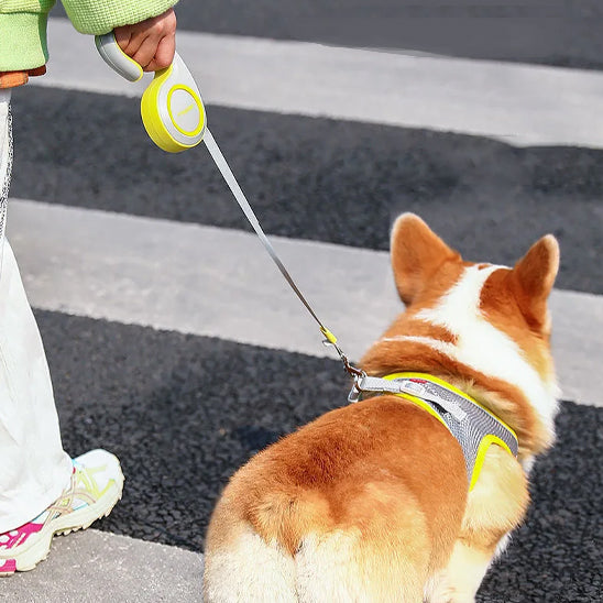 laisse enrouleur PuppyFreedom chien traverse rue