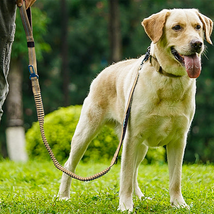 laisse pour chien labrador beige