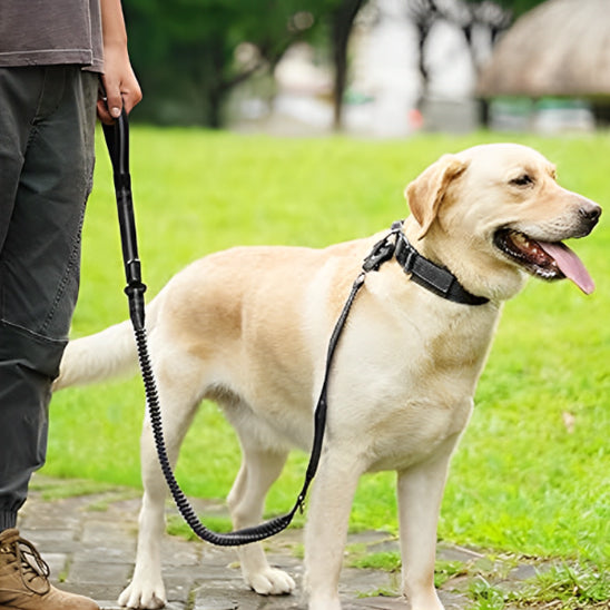 laisse pour chien labrador parc