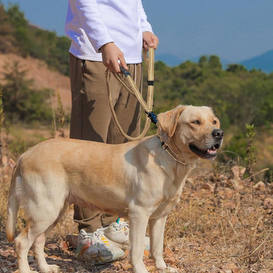 laisse pour chien labrador randonee