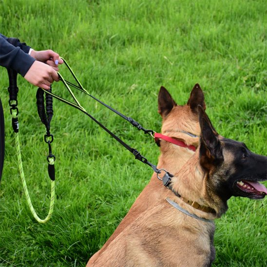 Malinois sous contrôle avec double laisse pour chien