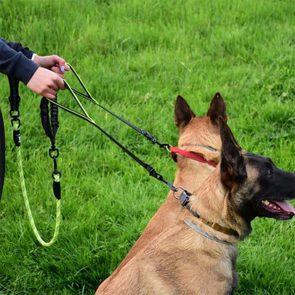 Malinois sous contrôle avec double laisse pour chien