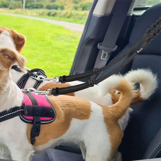 paire de chiens en voiture portant double laisse pour chien anti-enchevêtrement
