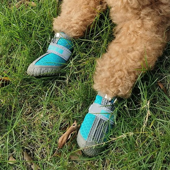 Pattes avant chien avec chaussure chien Protect4Saisons