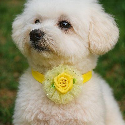 petit chien portant collier chien Festif Elégance jaune