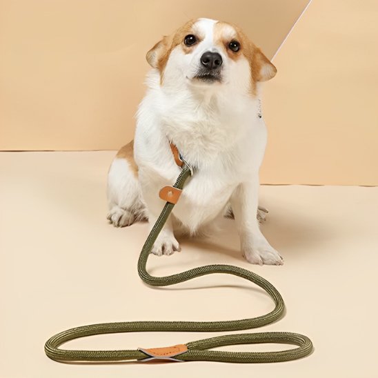 petit chien portant laisse chien tressée ajustable