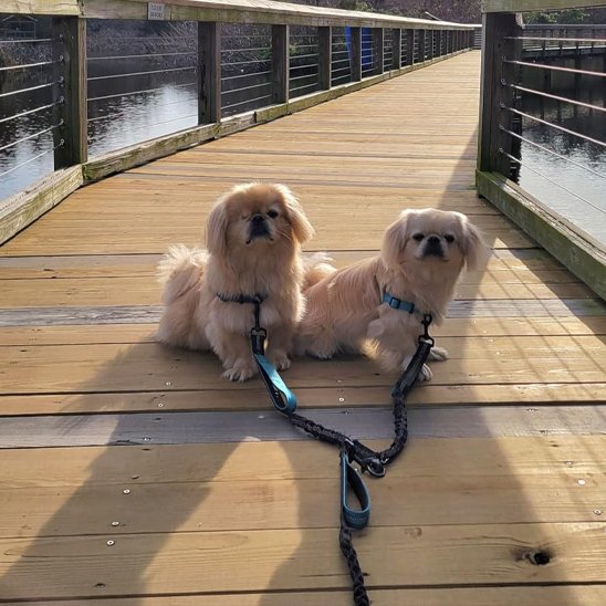petits chiens  avec double laisse pour chien