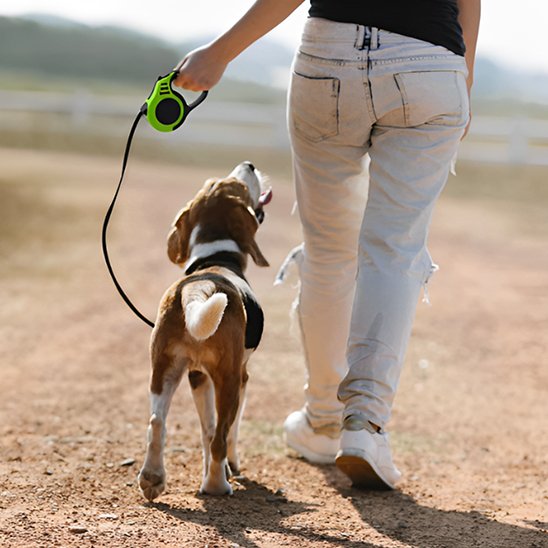  plage balade avec chien  portant laisse pour chien FreedomFlex