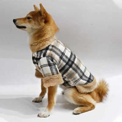 Profile, Shiba portant manteau pour chien HiverConfort