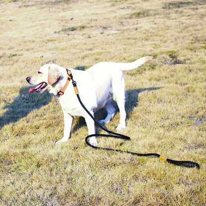  randonnée Labrador portant laisse chien Ergotress
