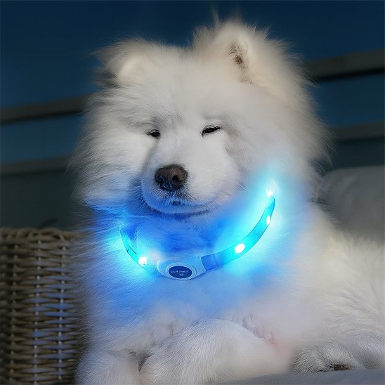 Samoyède portant collier lumineux chien NightSafe bleu