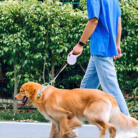 setter avec laisse enrouleur petsecure