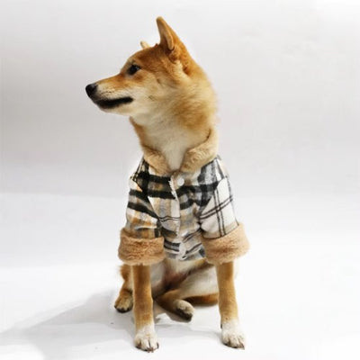 Shiba assis avec manteau pour chien HiverConfort