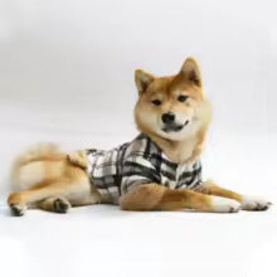 Shiba couché portant manteau pour chien HiverConfort