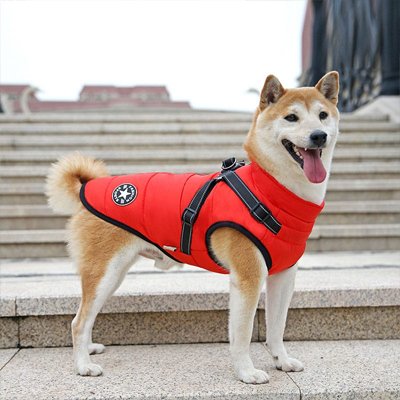Shiba portant manteau chien imperméable harnais integré rouge