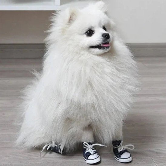 Spitz avec Chaussure Chien  All Protect