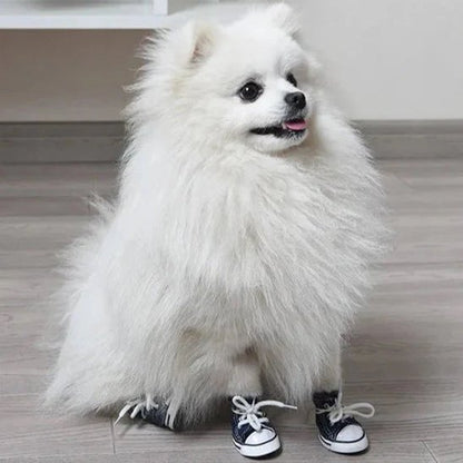 Spitz avec Chaussure Chien  All Protect