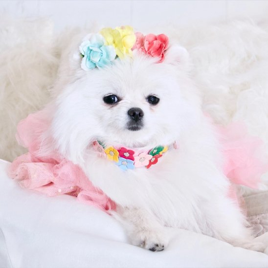  Spitz japonais avec collier pour chien fleurs