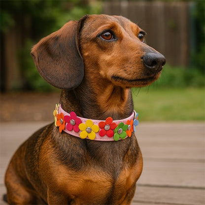 Teckel avec collier pour chien fleurs