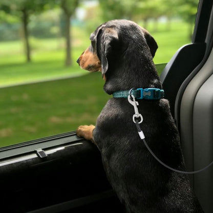 Teckel portant laisse pour chien securité auto
