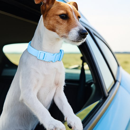 Terrier portant collier chien FancyDog bleu