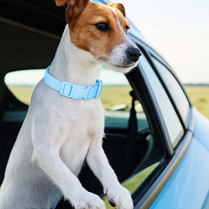 Terrier portant collier chien FancyDog bleu