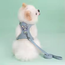 toydog bleu
