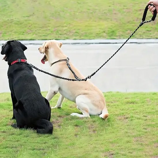 vue arrière chiens assis portant laisses pour chiens 