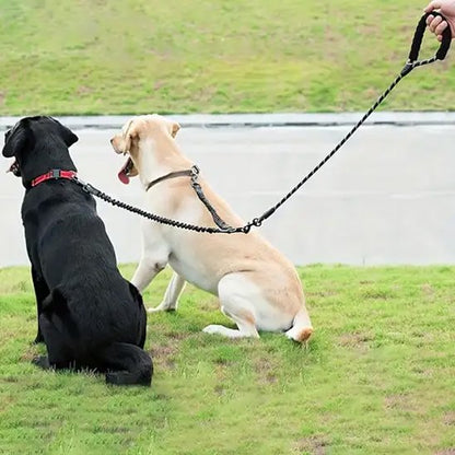 vue arrière chiens assis portant laisses pour chiens 